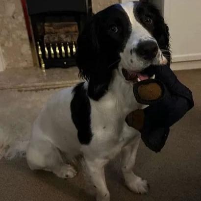 BearTough – Indestructible Fun for a Happy and Healthy Dog